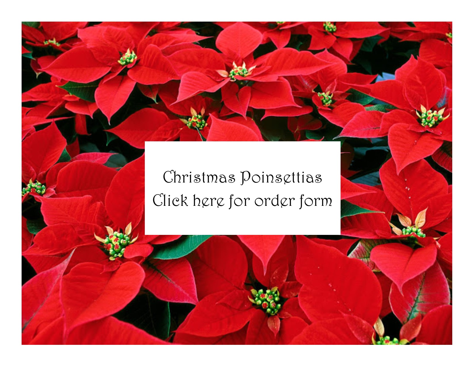 christmas poinsettia order form button